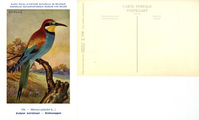 194 Guêpier méridional - Bieënsnapper