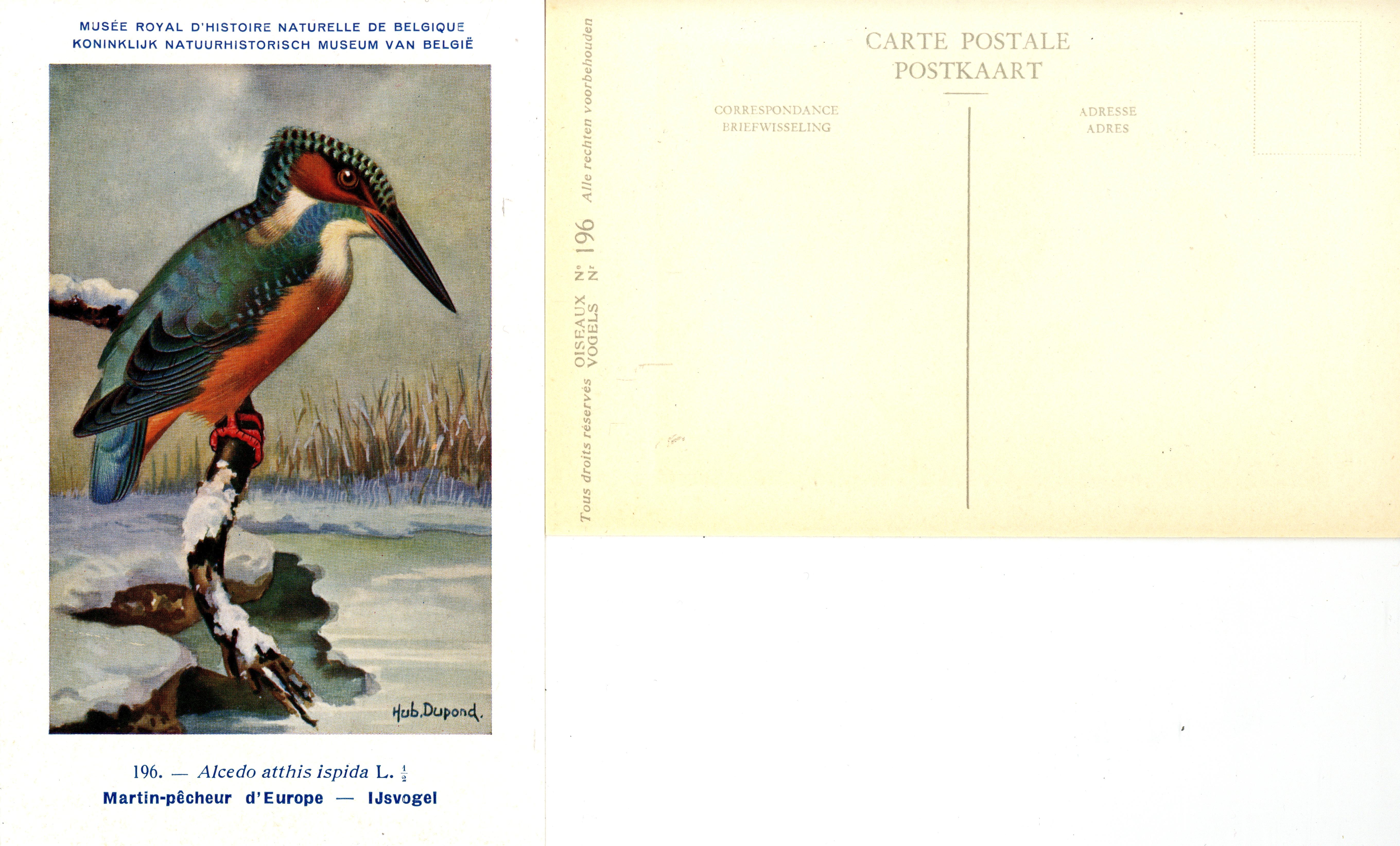 196 Martin-pêcheur d'Europe - IJsvogel