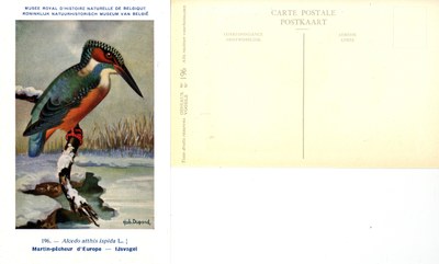 196 Martin-pêcheur d'Europe - IJsvogel