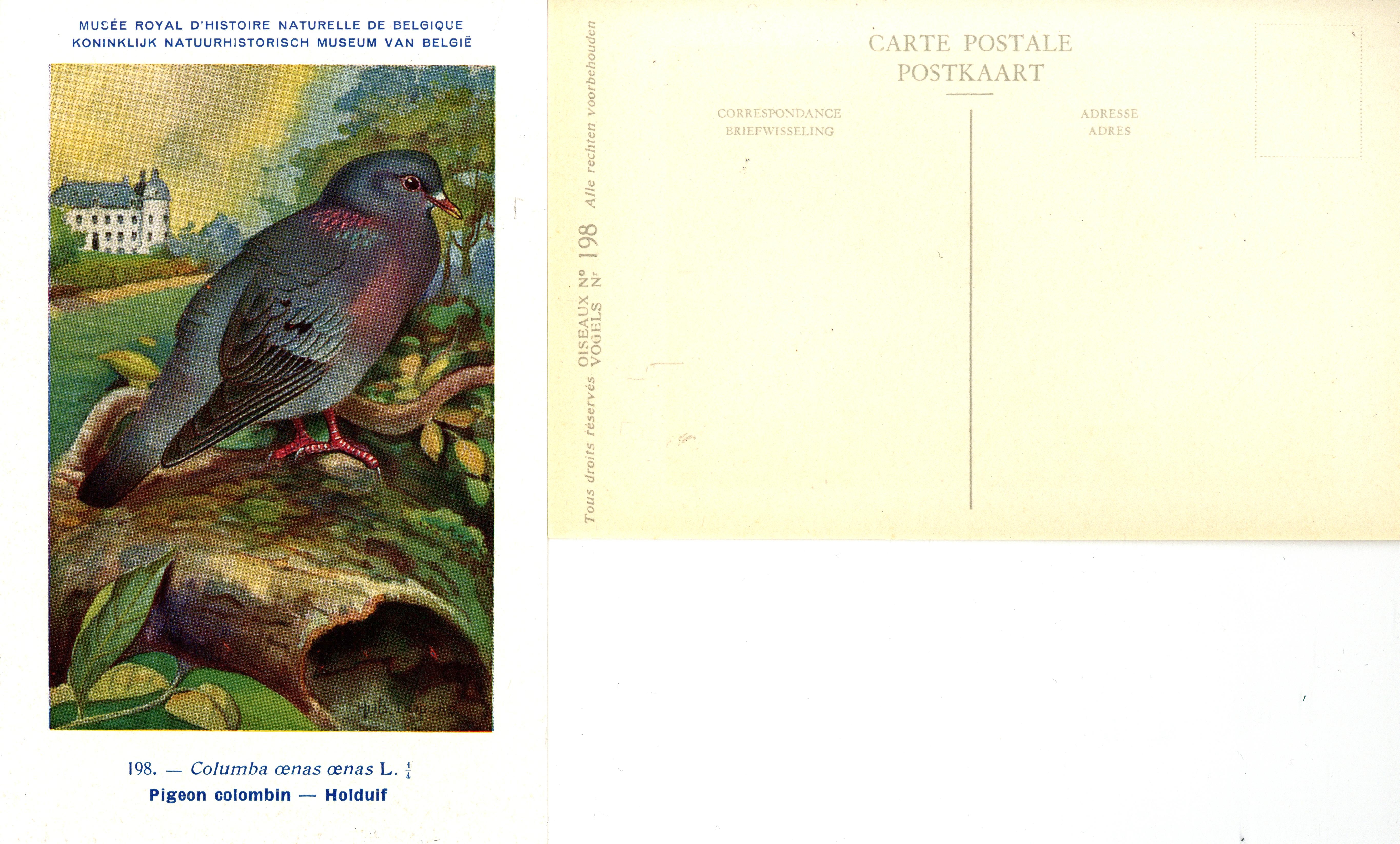 198 Pigeon colombin - Holduif
