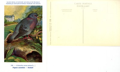 198 Pigeon colombin - Holduif