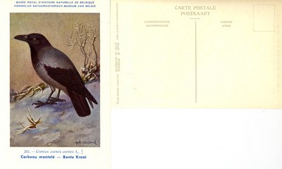 202 Corbeau mantelé - Bonte Kraai