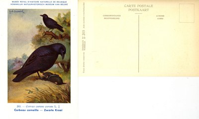 203 Corbeau corneille - Zwarte Kraai