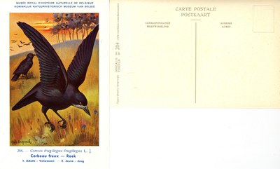 204 Corbeau freux - Roek