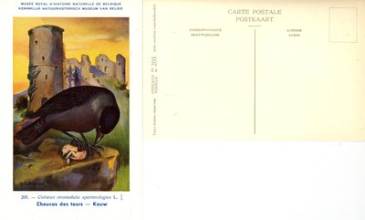 205 Choucas des tours - Kauw