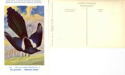 206 Pie gauloise - Gallische Ekster