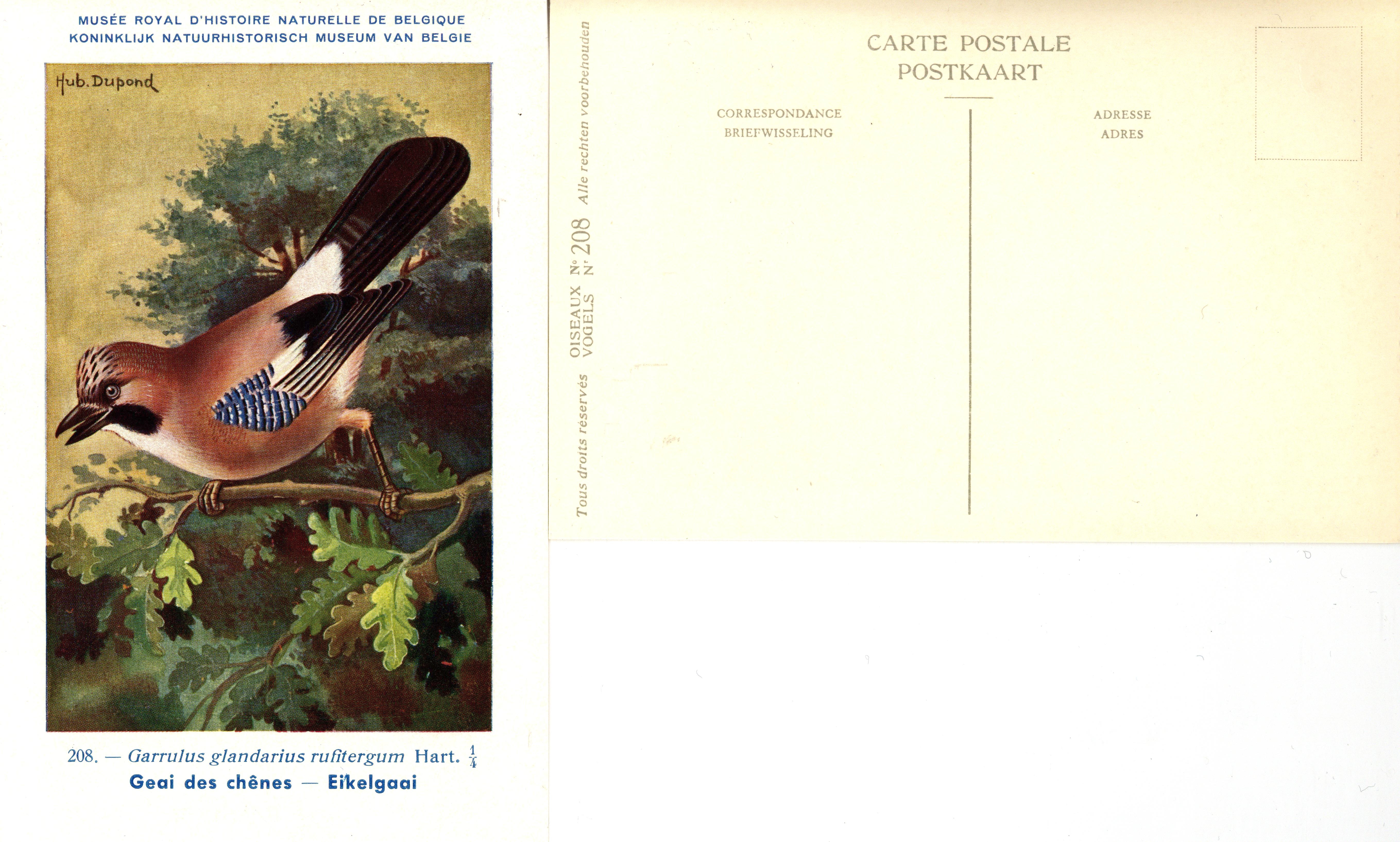 208 Geai des chênes - Eikelgaai