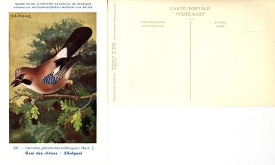 208 Geai des chênes - Eikelgaai