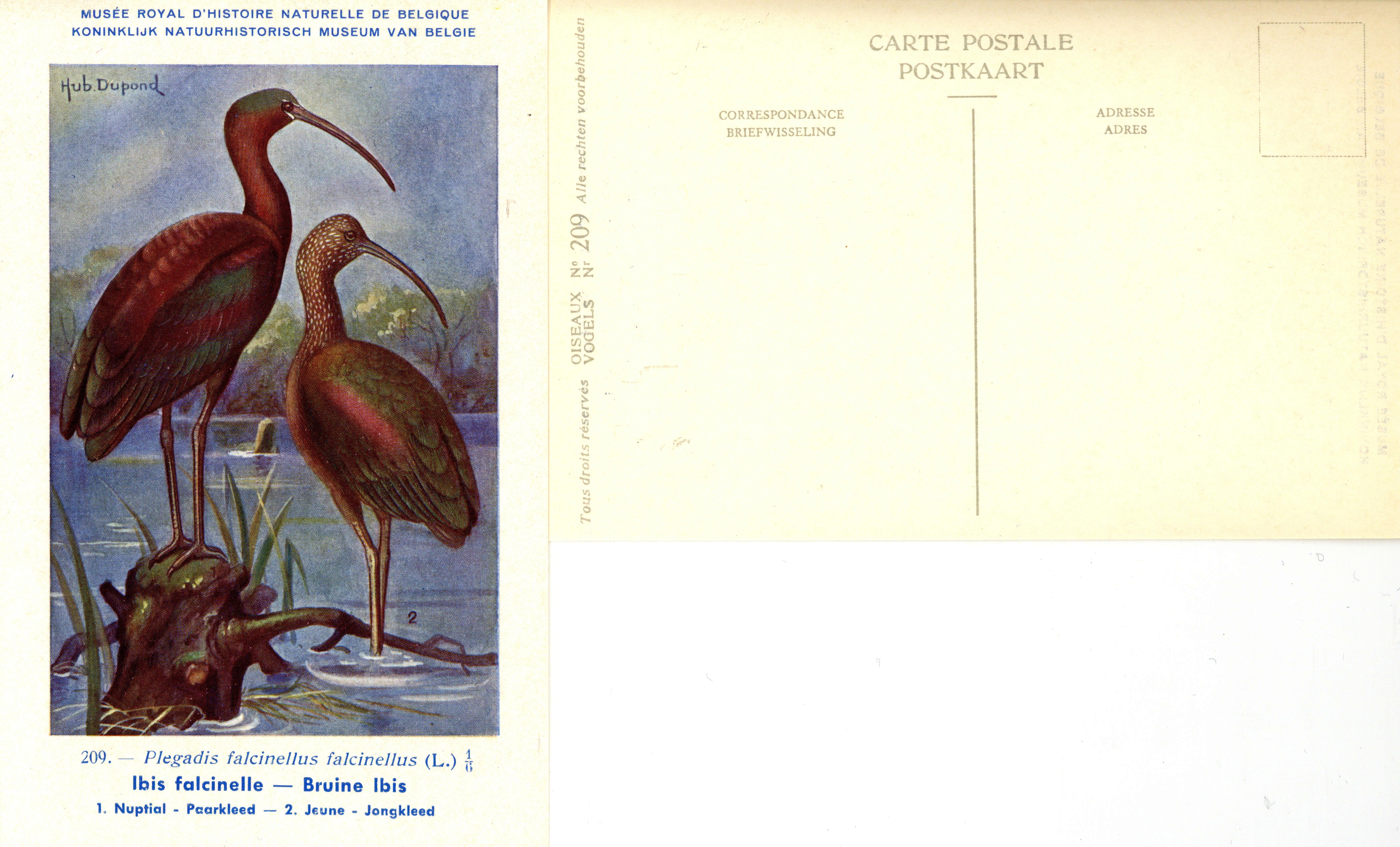 209 Ibis falcinelle - Bruine Ibis