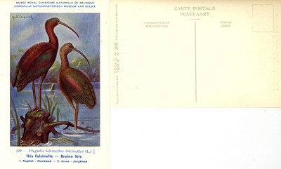 209 Ibis falcinelle - Bruine Ibis