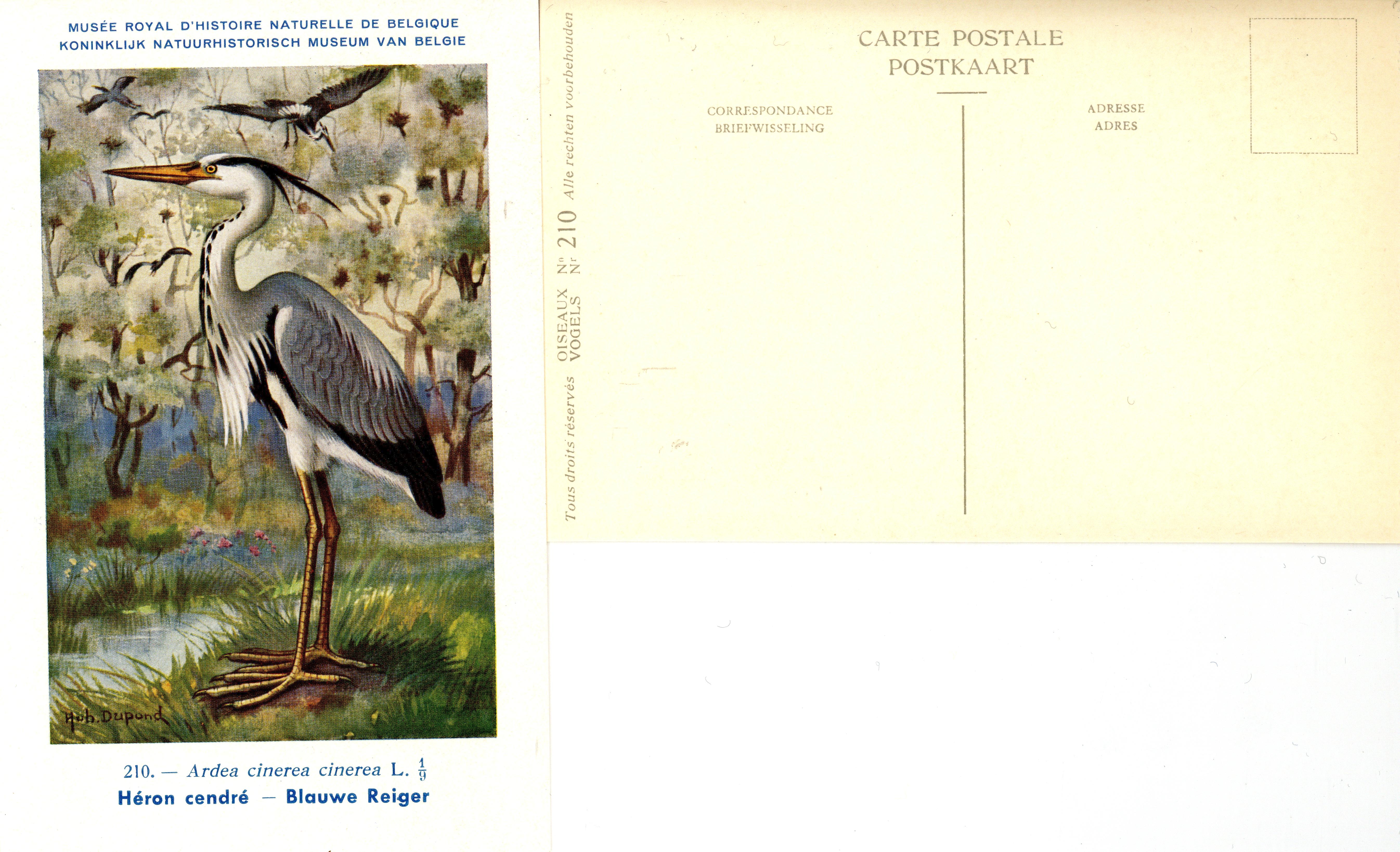 210 Héron cendré - Blauwe Reiger