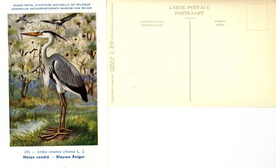 210 Héron cendré - Blauwe Reiger