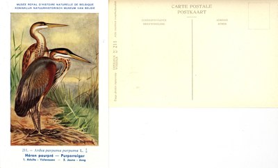 211 Héron pourpré - Purperreiger