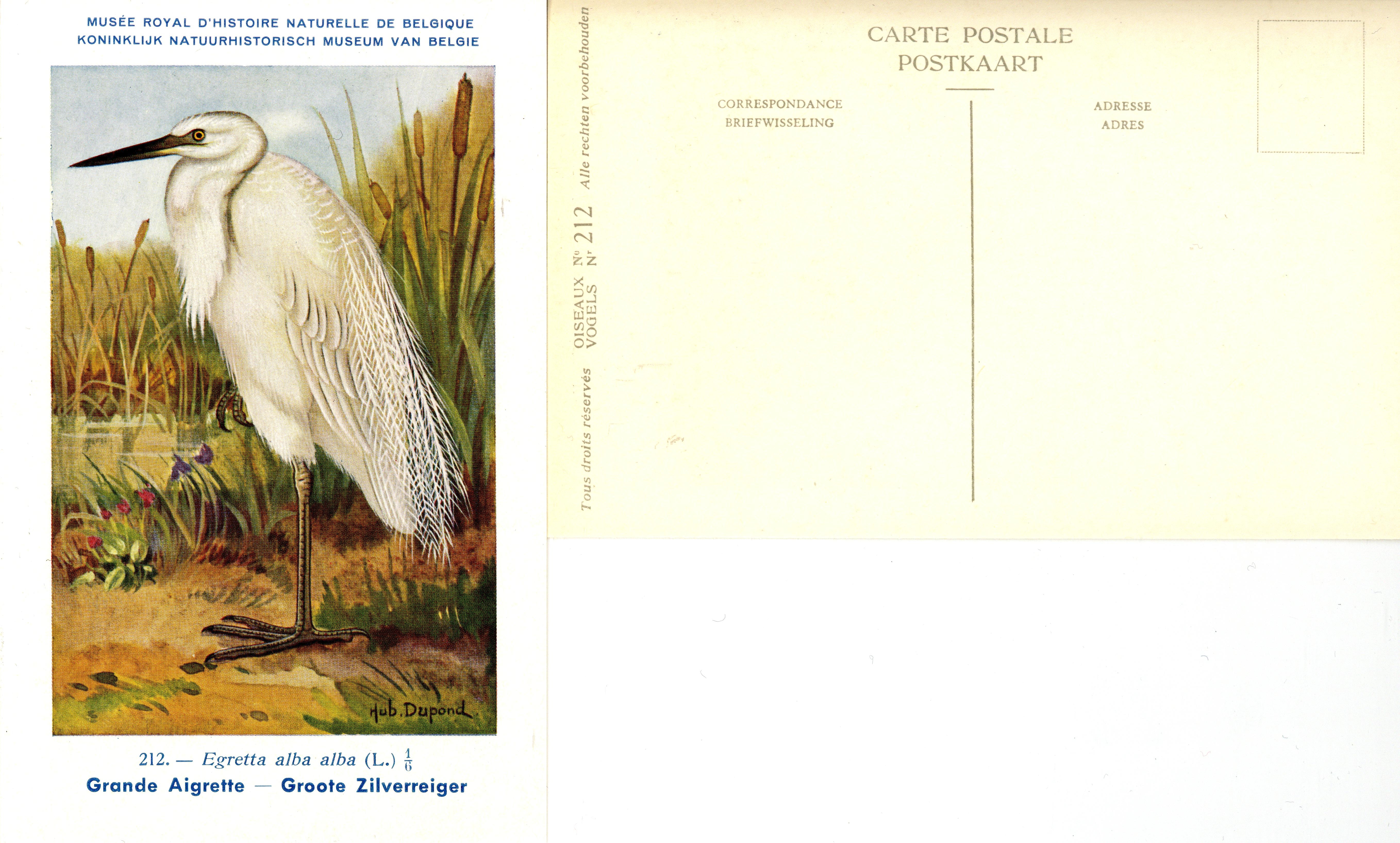 212 Grande Aigrette - Groote Zilverreiger