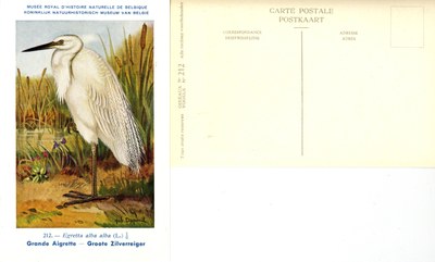 212 Grande Aigrette - Groote Zilverreiger