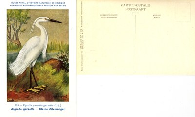 213 Aigrette garzette - Kleine Zilverreiger