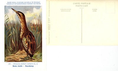 217 Butor étailé - Roerdomp