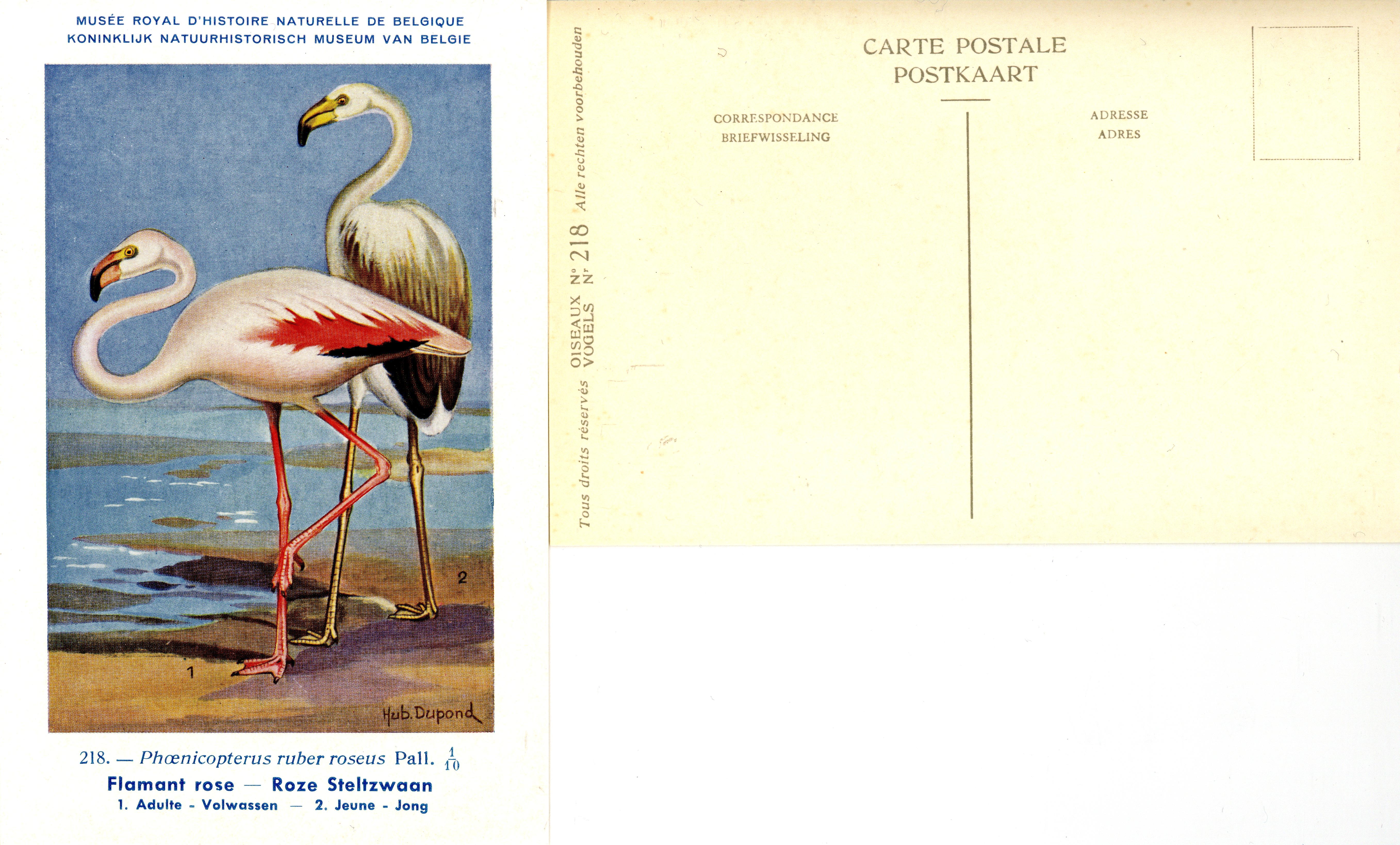 218 Flamant rose - Roze Steltzwaan