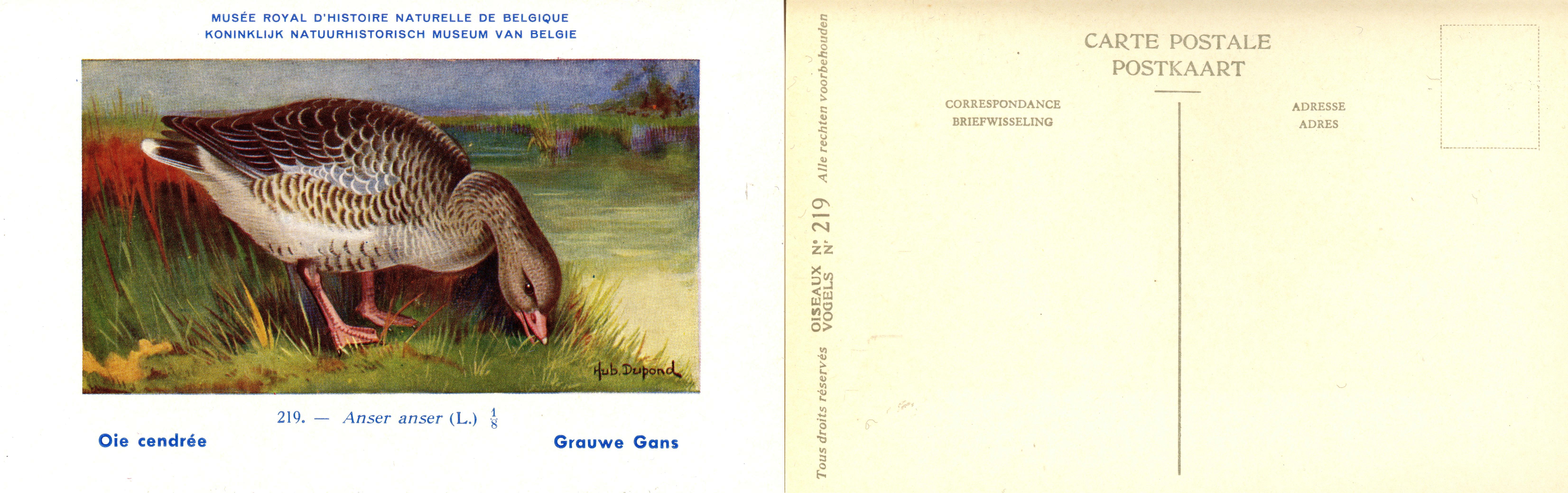 219 Ois cendrée - Grauwe Gans