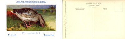 219 Ois cendrée - Grauwe Gans