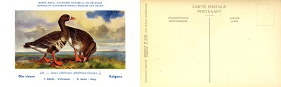 220 Oie rieuse - Kolgans