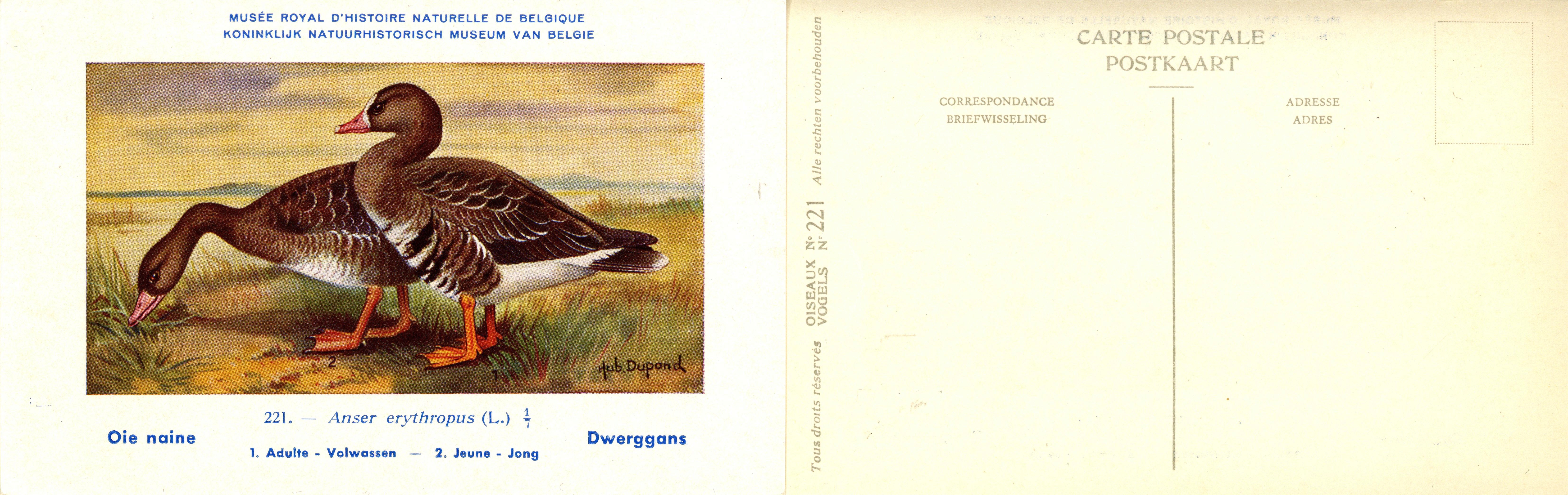 221 Oie naine - Dwerggans