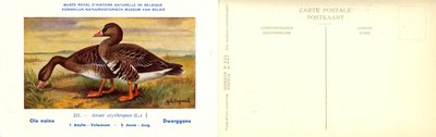 221 Oie naine - Dwerggans