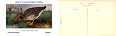 222 Oie des moissons - Rietgans