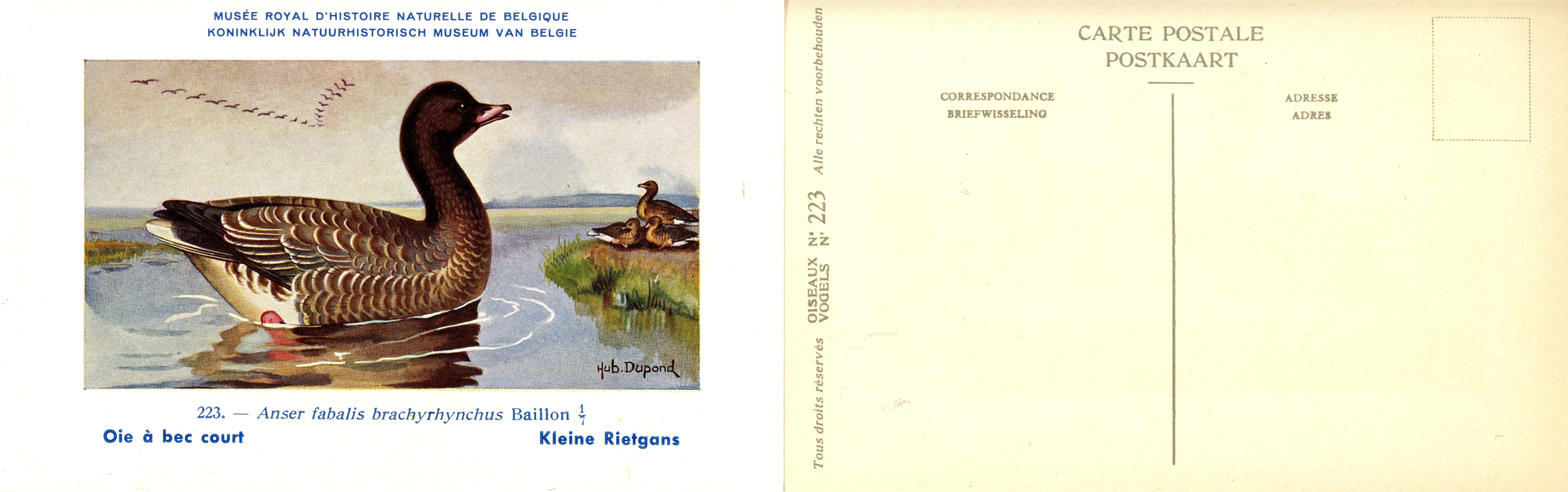 223 Oie à bec court - Kleine Rietgans