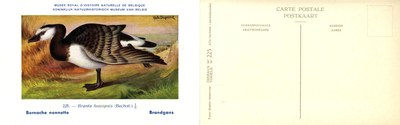 225 Bernache nonnette - Brandgans