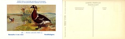 226 Bernache à cou roux - Roodhalsgans