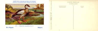 227 Oie d'Egypte - Nijlgans