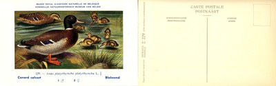 229 Canard colvert - Blokeend