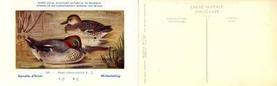 230 Sarcelle d'hiver - Wintertaling