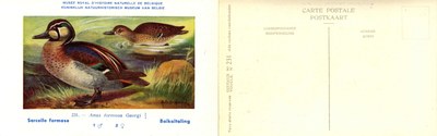 231 Sarcelle formose - Baïkaltaling