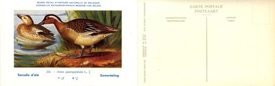 232 Sarcelle d'été - Zomertaling