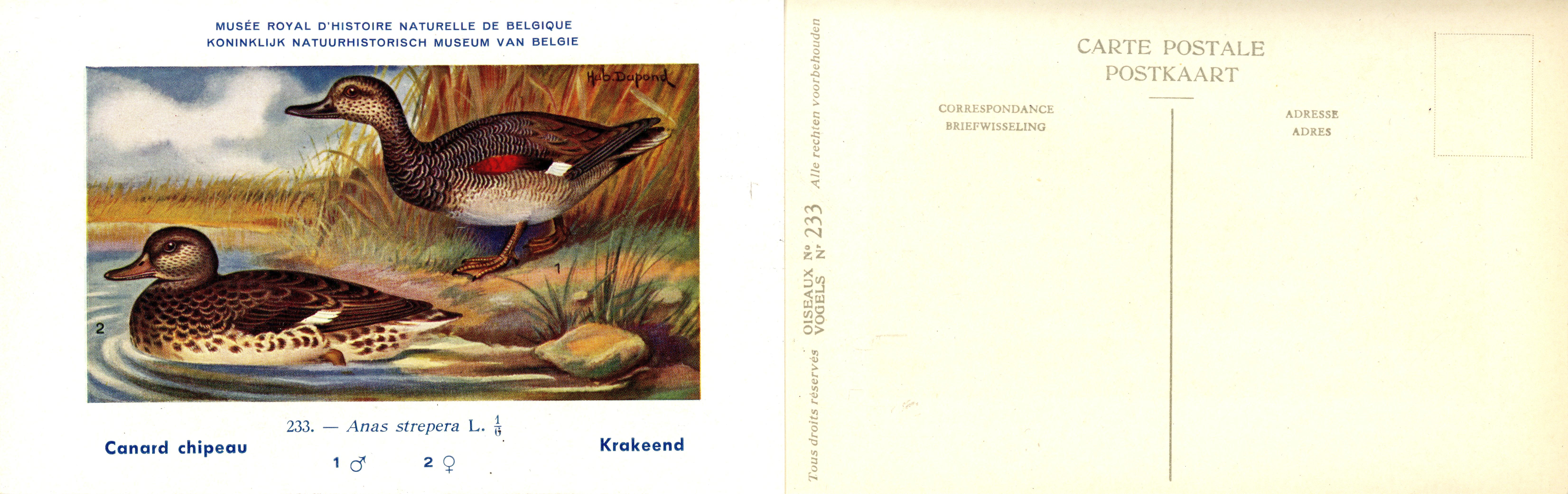 233 Canard chipeau - Krakeend