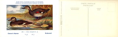 233 Canard chipeau - Krakeend