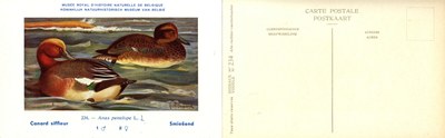 234 Canard siffleur - Smieëend