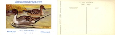 235 Canard pilet - Pijlstaarteend
