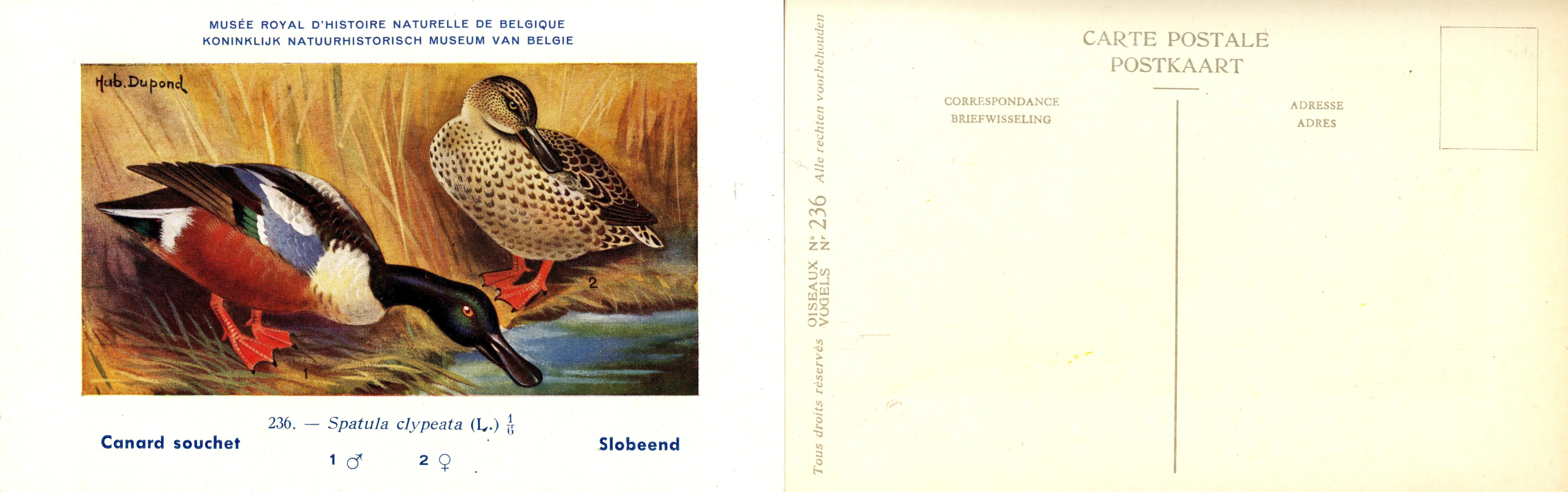 236 Canard souchet - Slobeend
