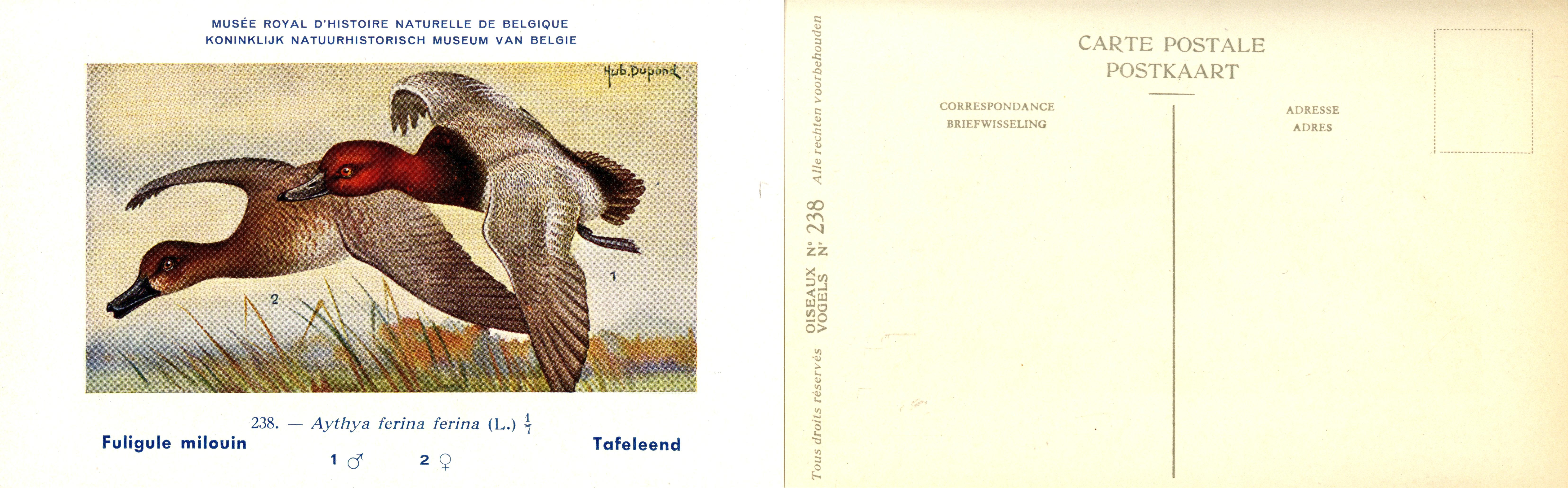 238 Fuligule minlouin - Tafeleend