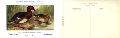 239 Fuligule nyroca - Witoogeend