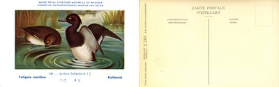240 Fuligule morillon - Kuifeend