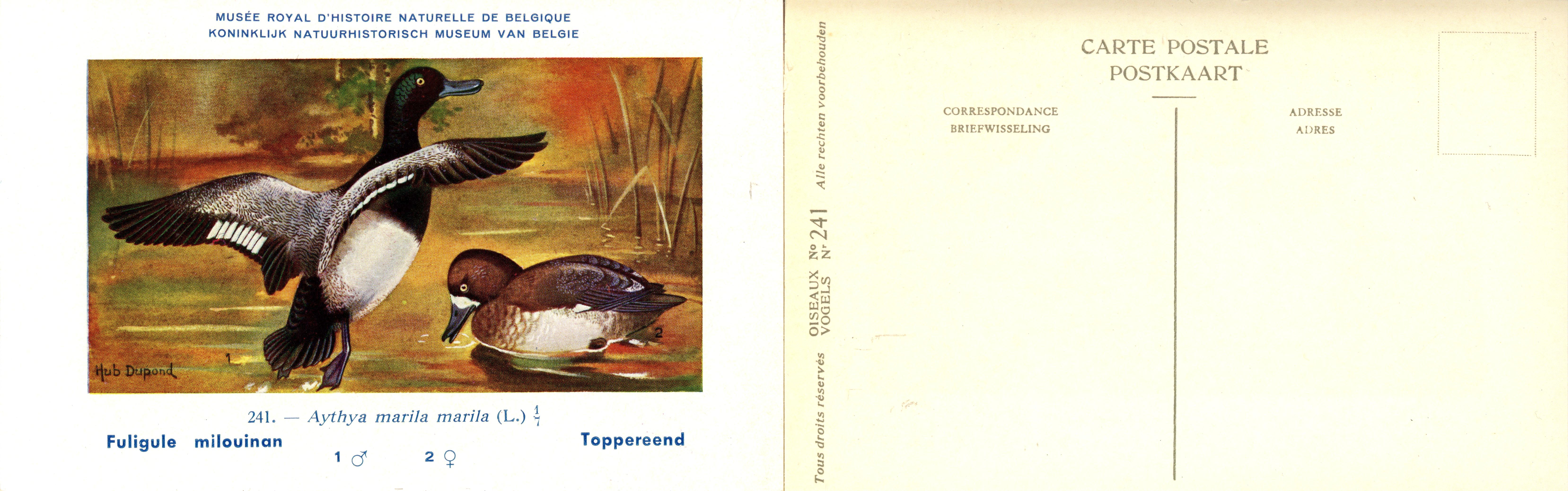 241 Fuligule milouinan - Toppereend