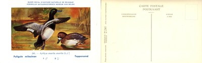 241 Fuligule milouinan - Toppereend