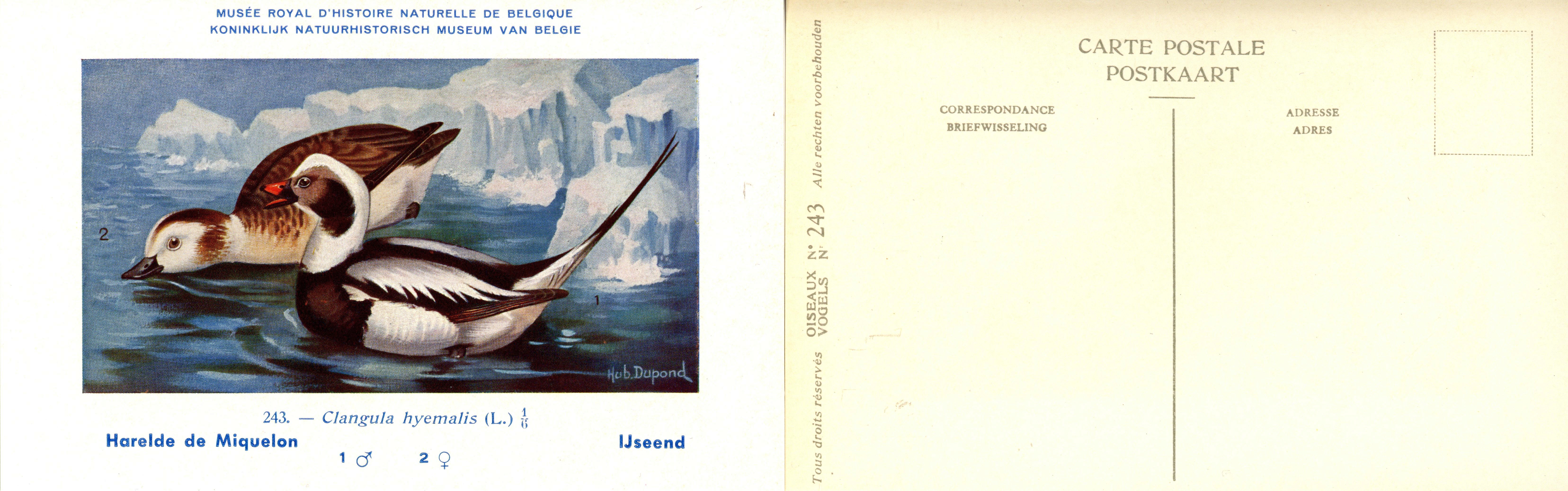 243 Harelde de Miquelon - IJseend