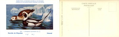 243 Harelde de Miquelon - IJseend