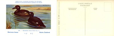 244 Macreuse brune - Bruine Zeeëend