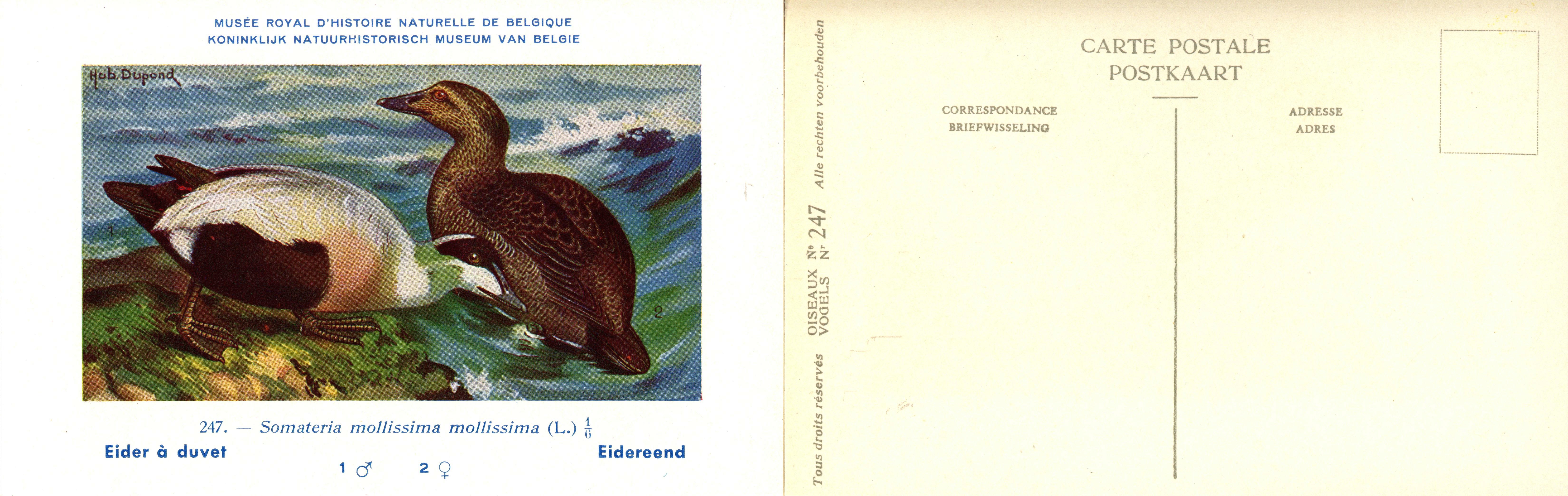 247 Eider à duvet - Eidereend